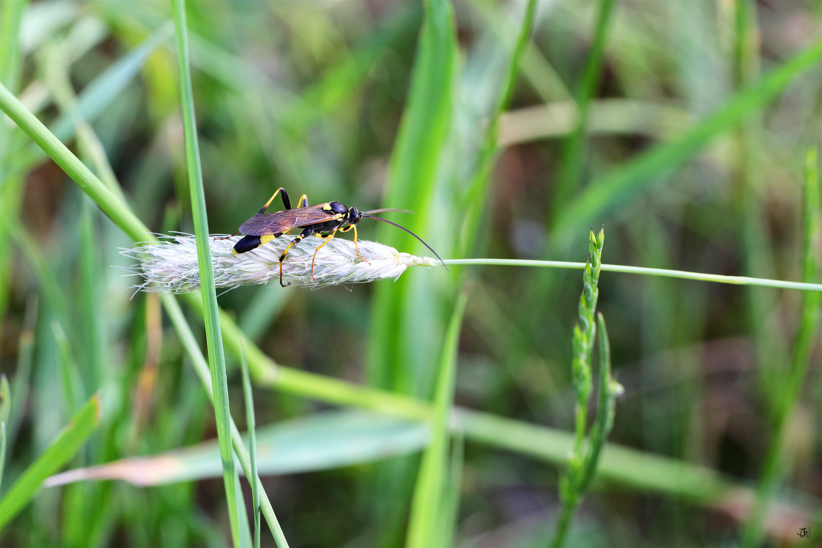 gelbe Schlupfwespe