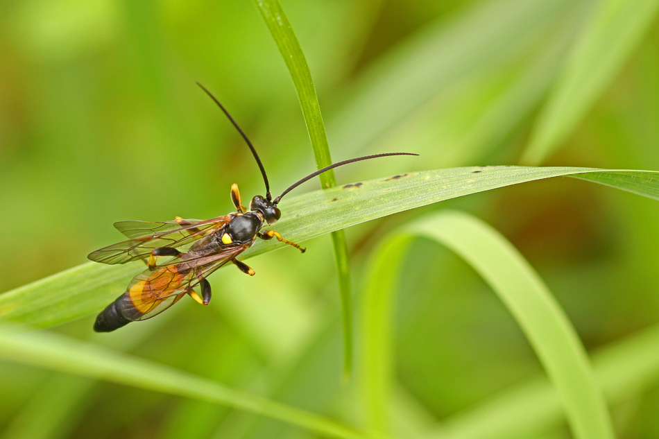 Gelbe Schlupfwespe Foto & Bild tiere, wildlife, insekten Bilder auf