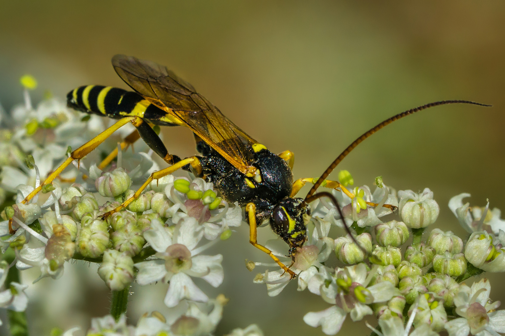 Gelbe Schlupfwespe (Amblyteles armatorius)