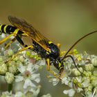 Gelbe Schlupfwespe (Amblyteles armatorius)