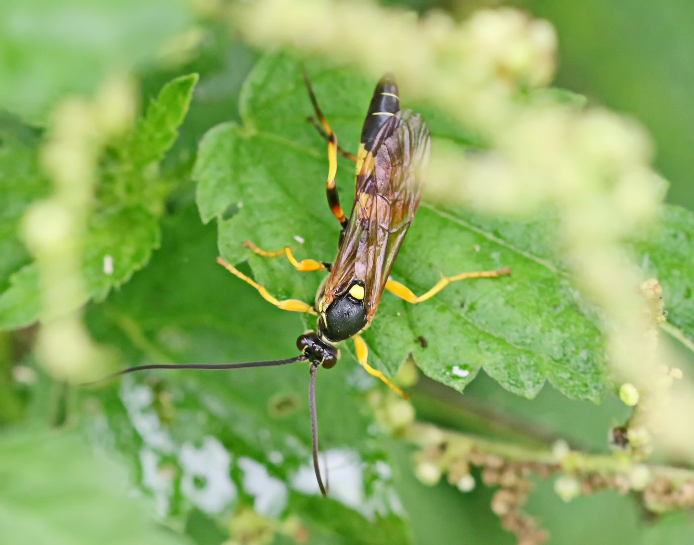 Gelbe Schlupfwespe (Amblyteles armatorius)