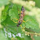 Gelbe Schlupfwespe (Amblyteles armatorius)