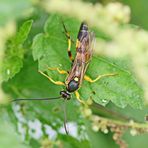 Gelbe Schlupfwespe (Amblyteles armatorius)