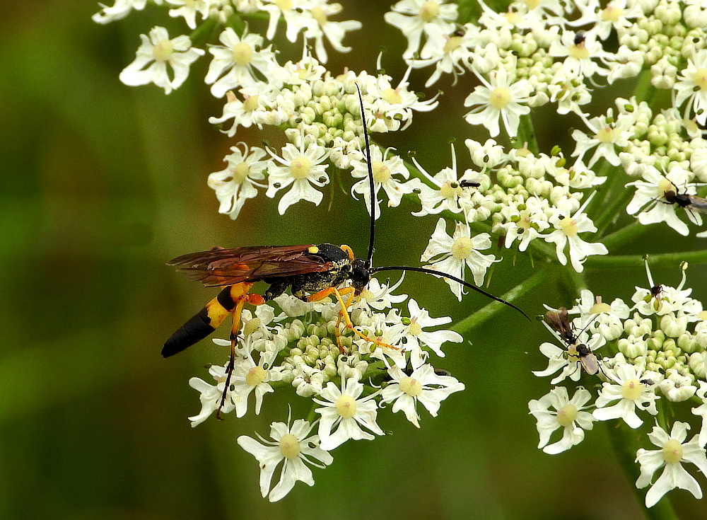 Gelbe Schlupfwespe