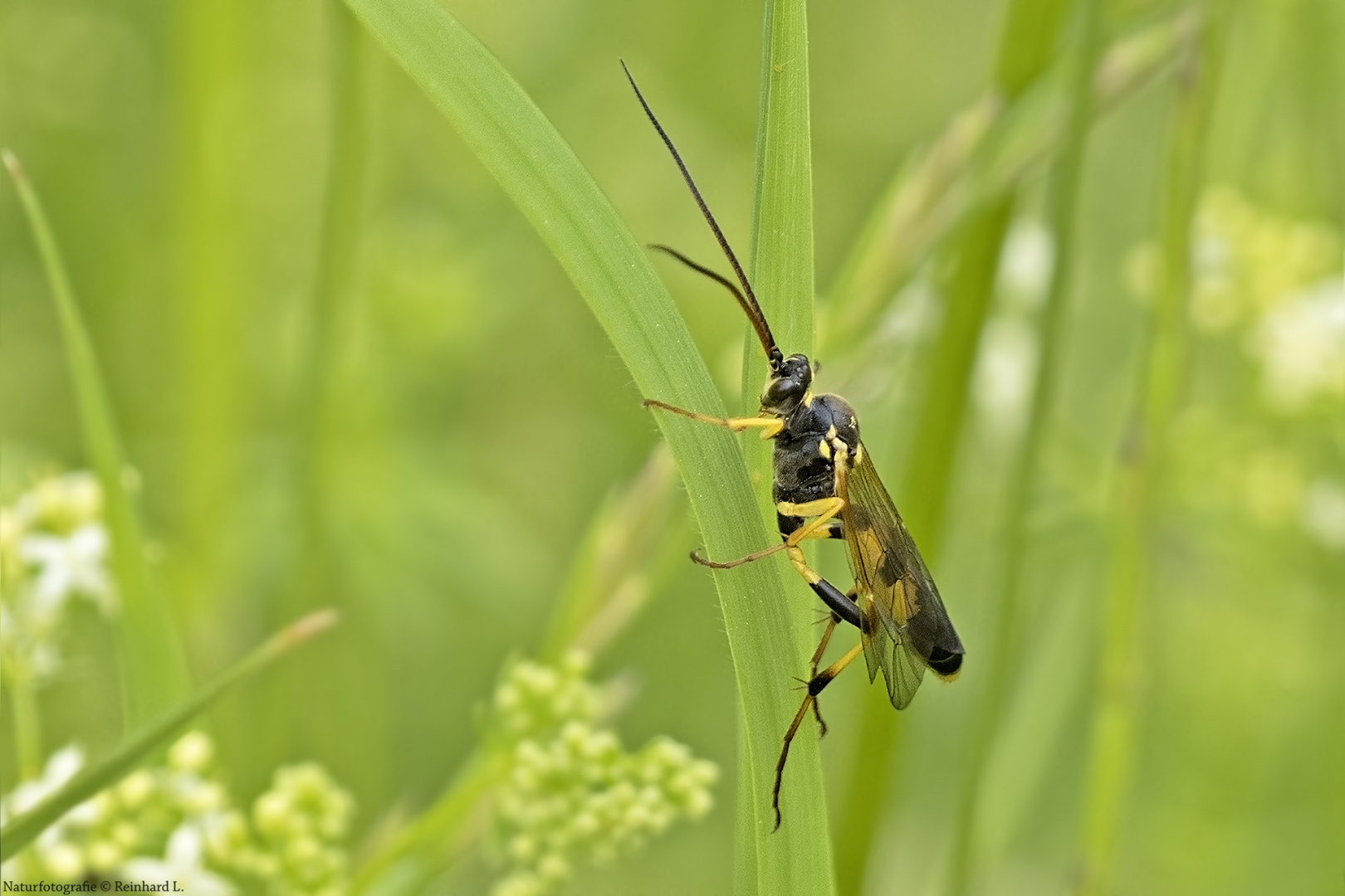 Gelbe Schlupfwespe 