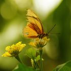 Gelbe Schmetterling