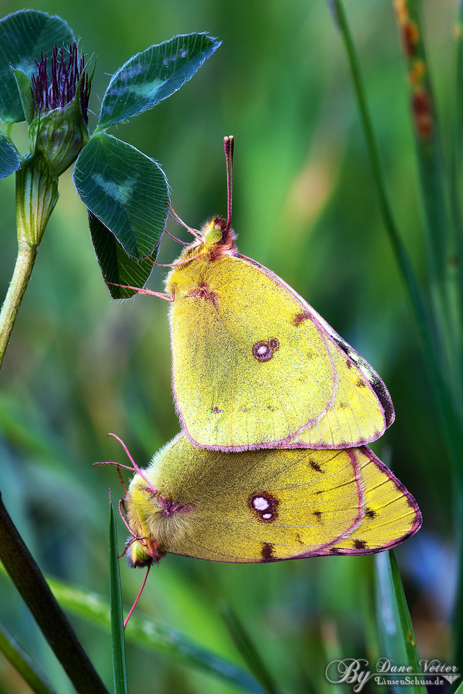 Gelbe Schmetterlinge