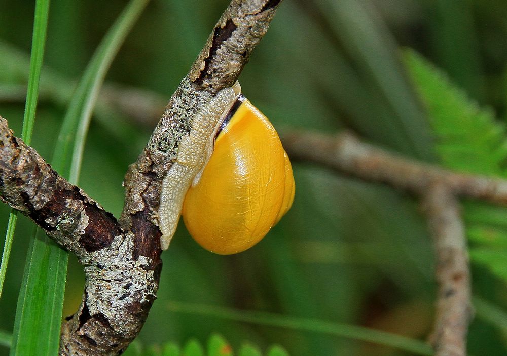 Gelbe Schnecke