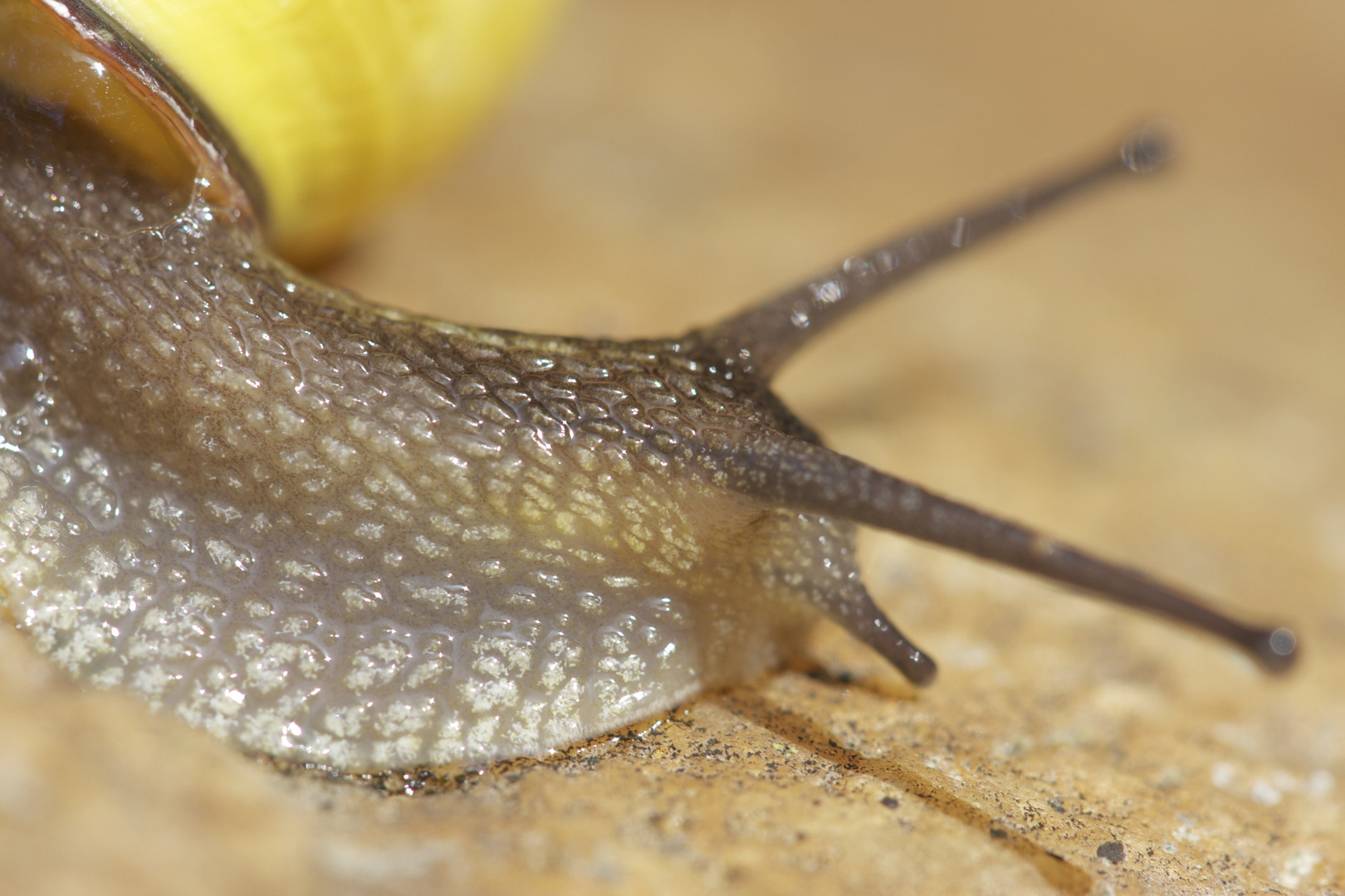 gelbe Schnecke