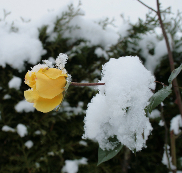 Gelbe Schneereose