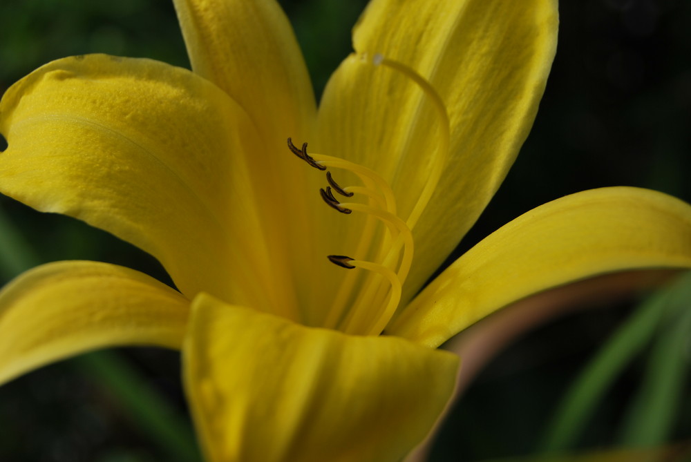 Gelbe schöne Blüte