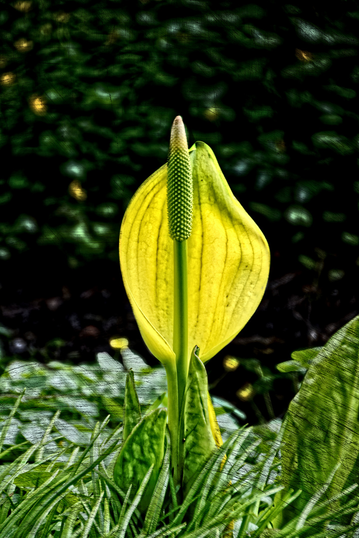 Gelbe Schönheit im Botanischen Garten Göttingen