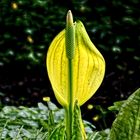 Gelbe Schönheit im Botanischen Garten Göttingen