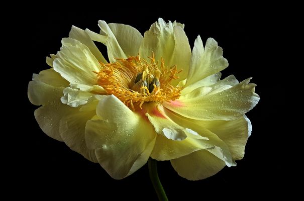 GELBE  SCHÖNHEIT  - ( Stacking Bild ) 