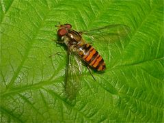 Gelbe Schwebfliegen kennt man ja zur Genüge - aber daß es auch solch intensiv orangefarbene gibt . .