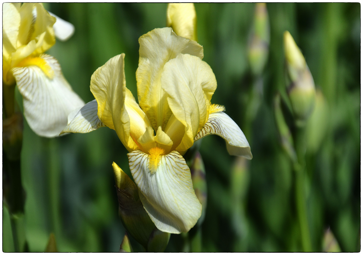 gelbe Schwerlilien