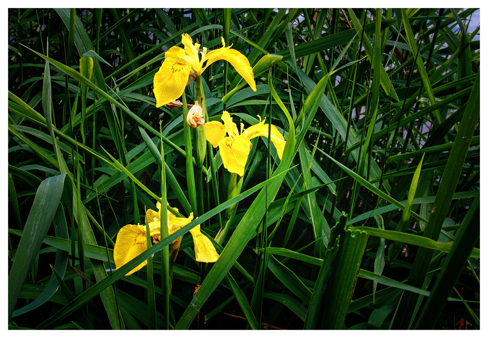 Gelbe Schwertlilie 