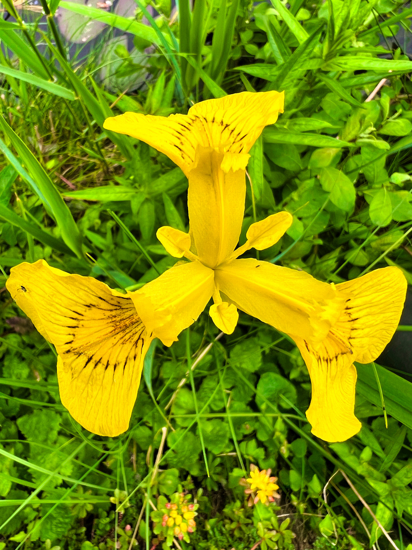 Gelbe Schwertlilie