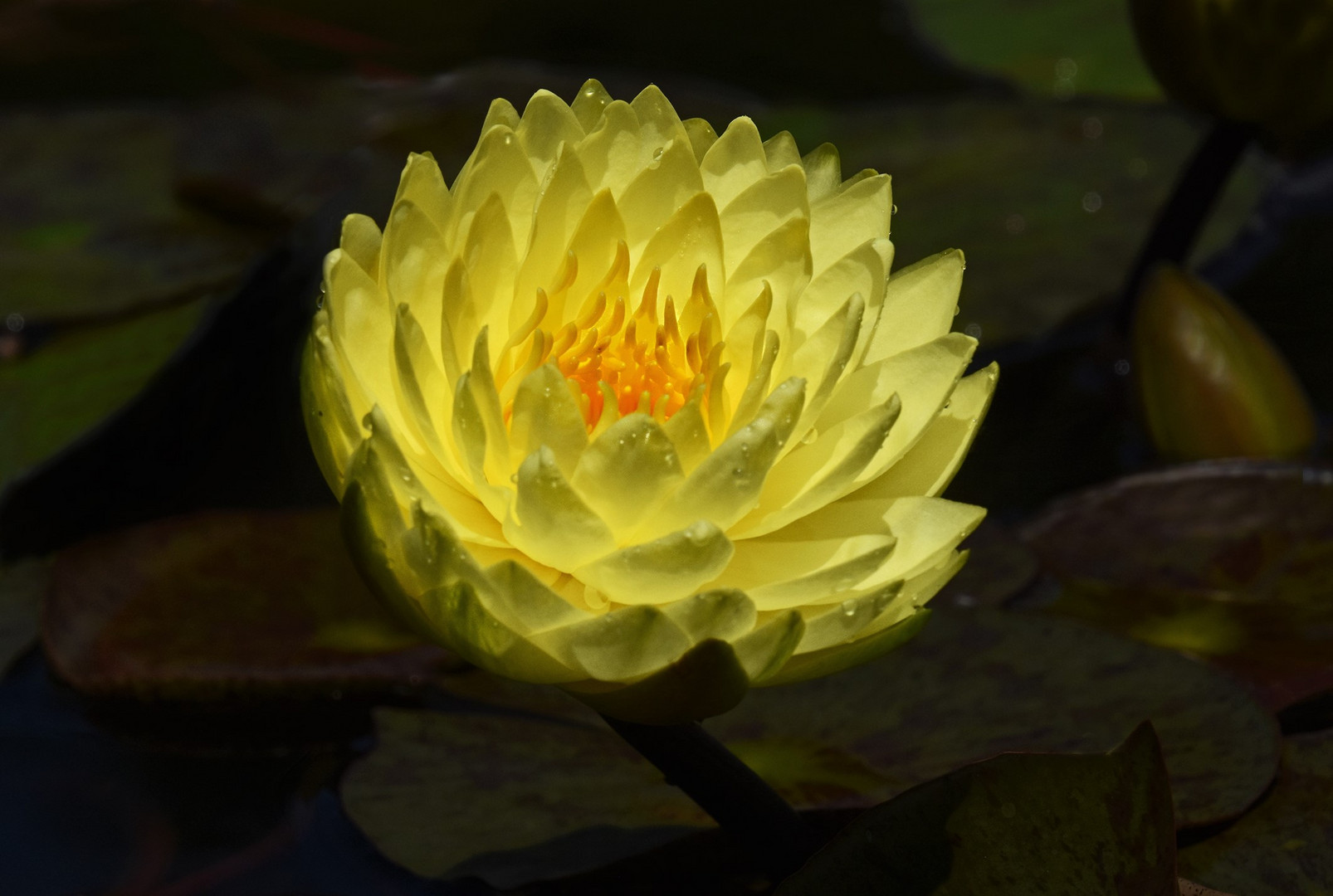 Gelbe Seerose..... Foto & Bild deutschland, europe, nordrhein