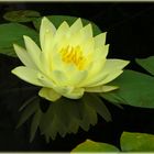 Gelbe Seerose mit Spiegelung (Nymphaea Hybride "Joey Thomocik")