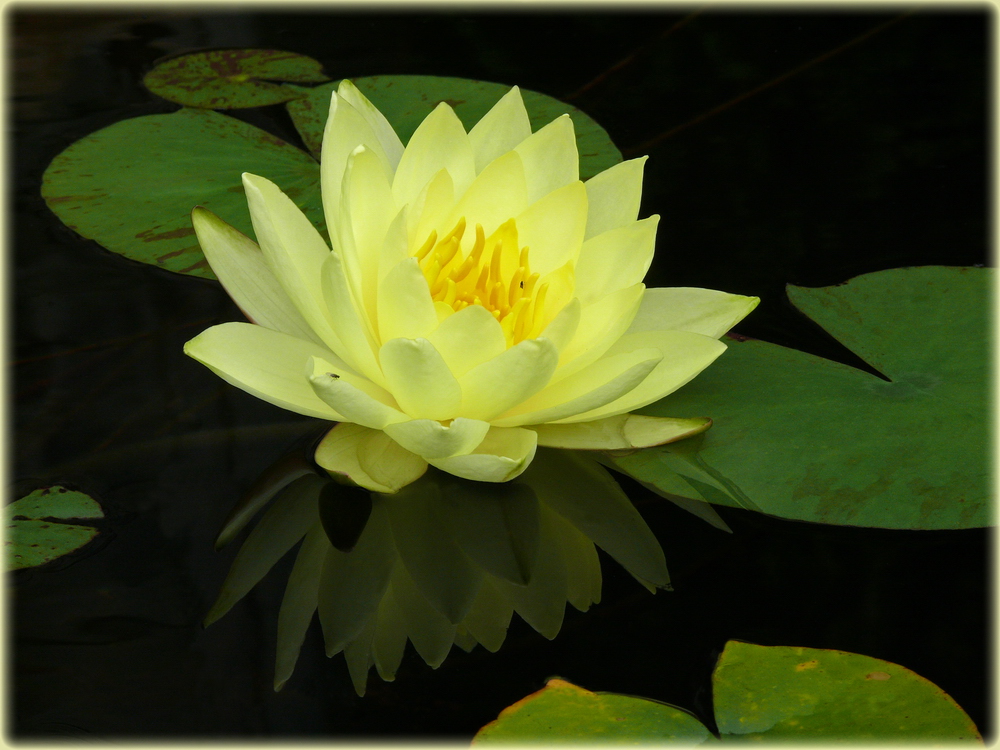 Gelbe Seerose mit Spiegelung (Nymphaea Hybride "Joey Thomocik")