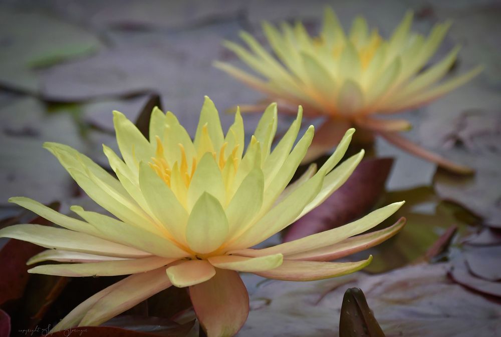 gelbe Seerosen Nymphaea, 'Yellow Bangpra' 