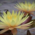 gelbe Seerosen Nymphaea, 'Yellow Bangpra' 