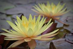 gelbe Seerosen Nymphaea, 'Yellow Bangpra' 