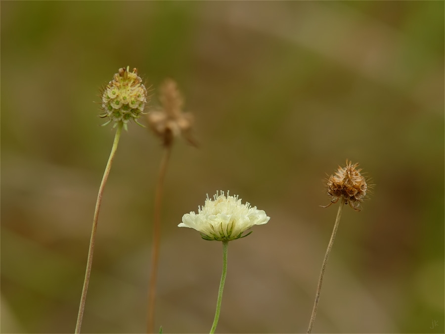 Gelbe Skabiose (Scabiosa ochroleuca)