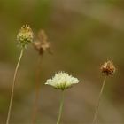 Gelbe Skabiose (Scabiosa ochroleuca)