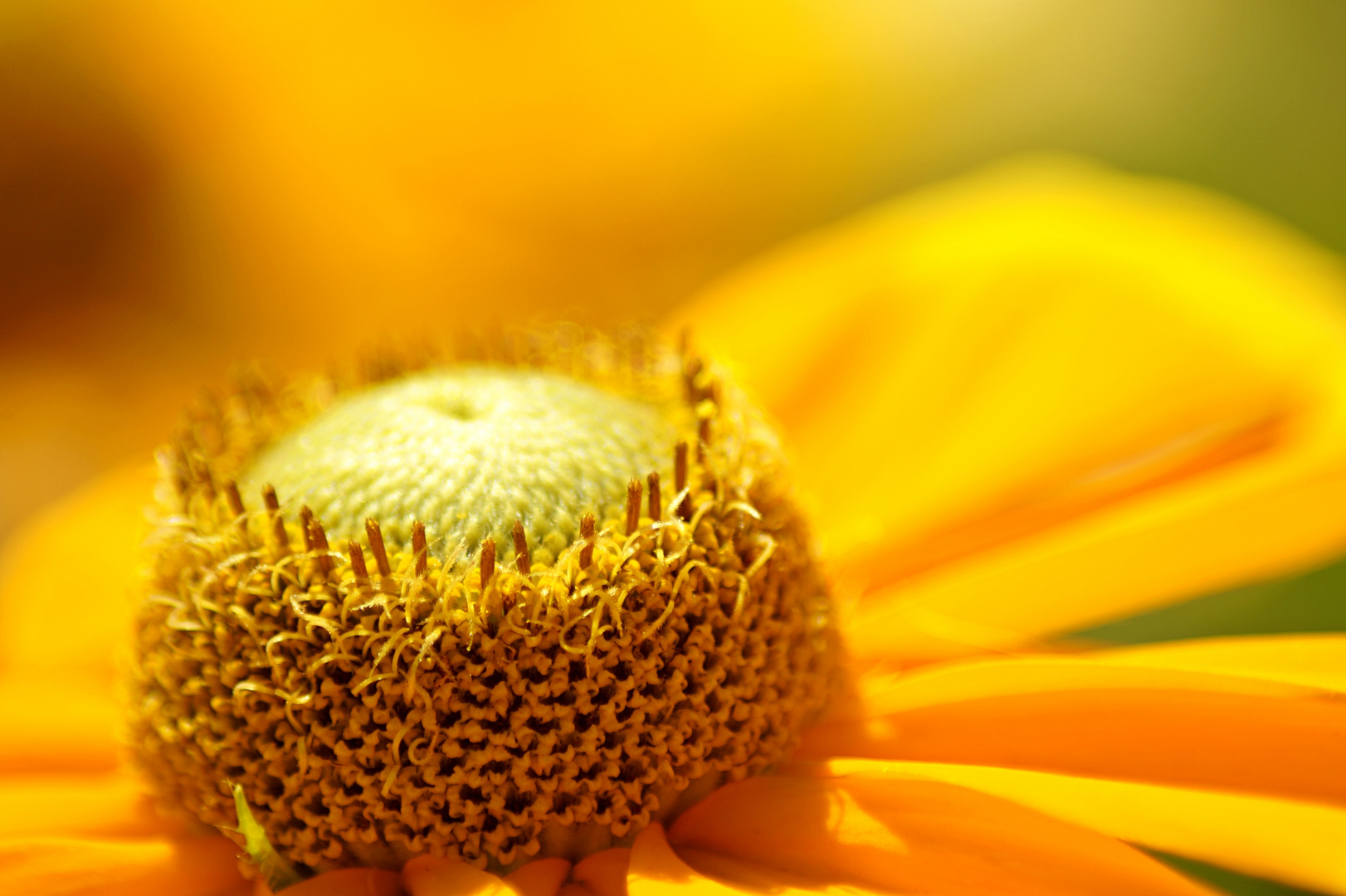 gelbe Sommer Blume - Wiesenarnika