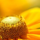gelbe Sommer Blume - Wiesenarnika