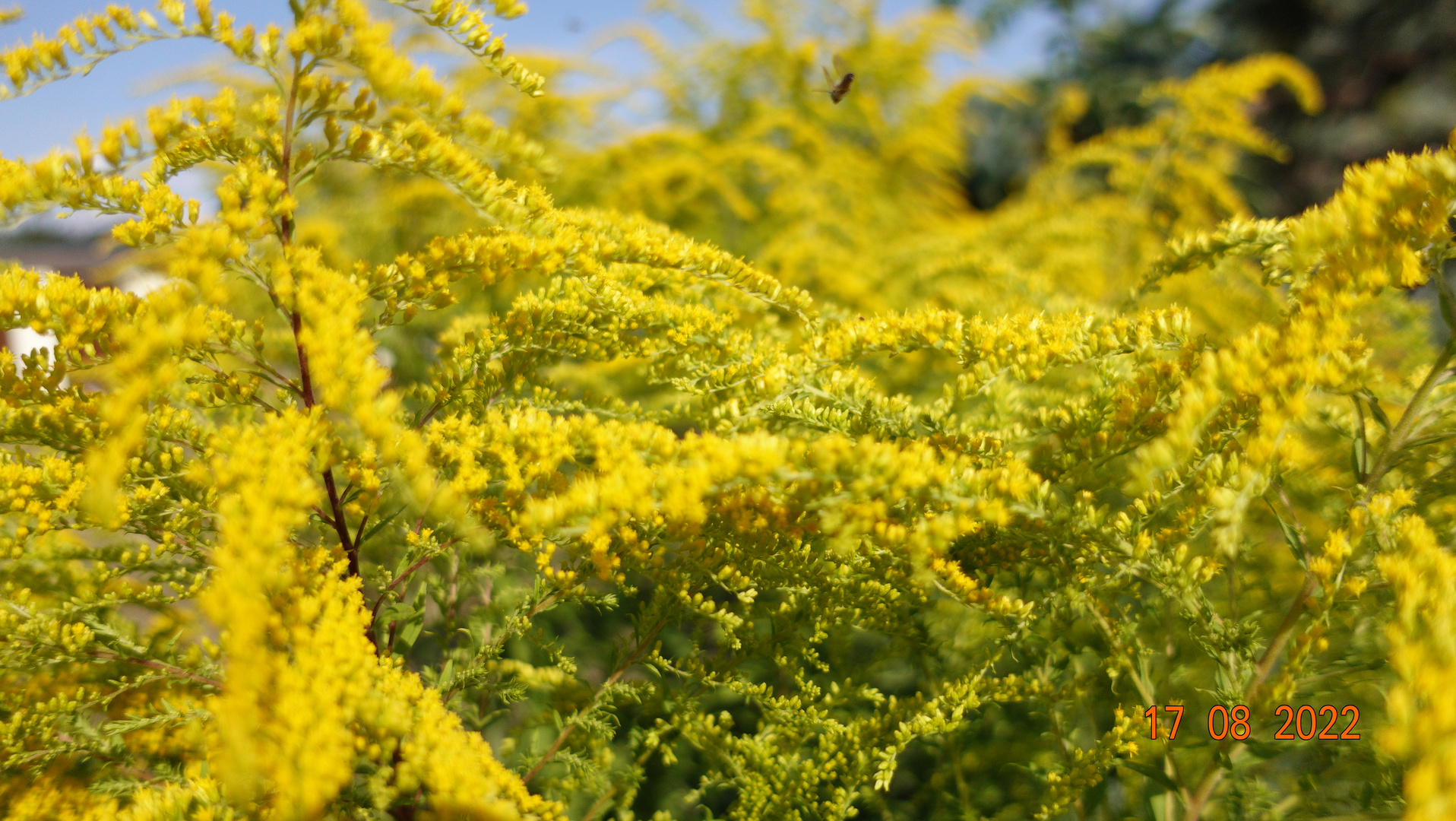 Gelbe Sommerblüte