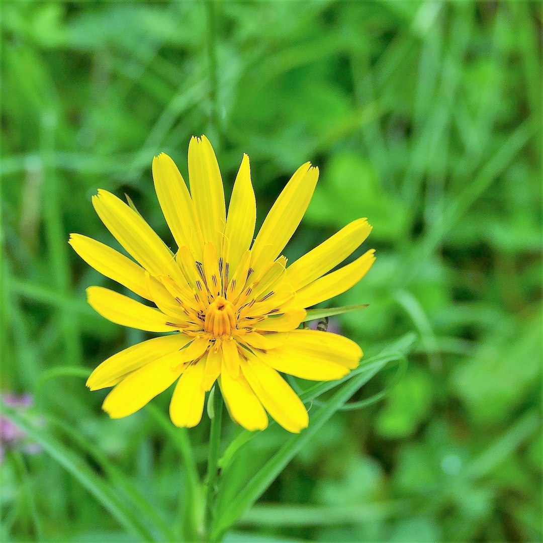 Gelbe Sommerblüten