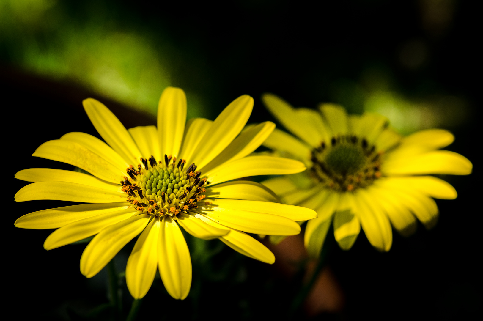 Gelbe Sommerblumen