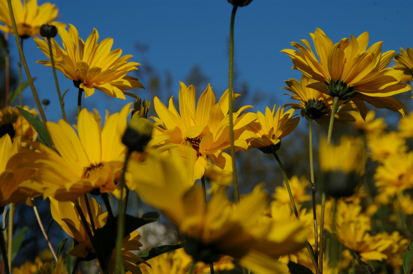 Gelbe Sommerblumen