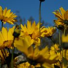 Gelbe Sommerblumen