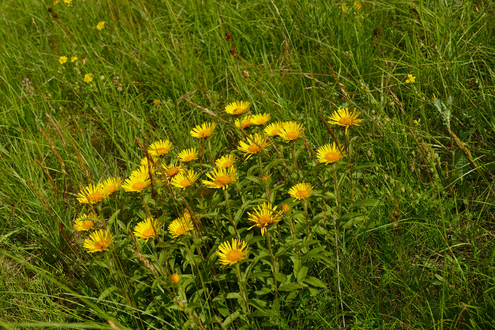 Gelbe Sommerwiese