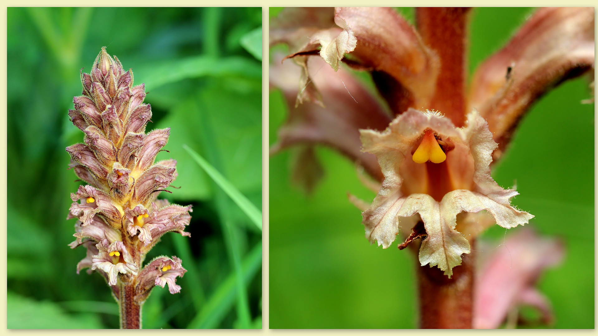 Gelbe Sommerwurz (Orobanche lutea).