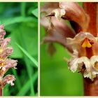 Gelbe Sommerwurz (Orobanche lutea).