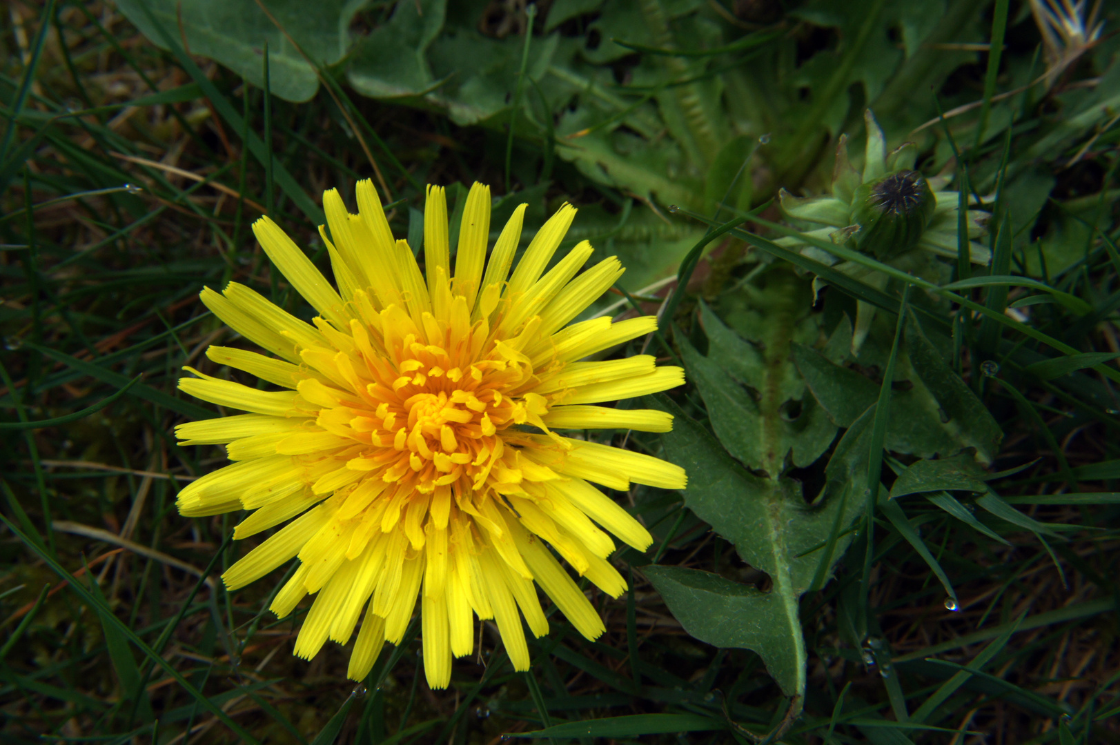 Gelbe Sonne in grüner Wiese