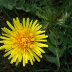 Gelbe Sonne in grüner Wiese