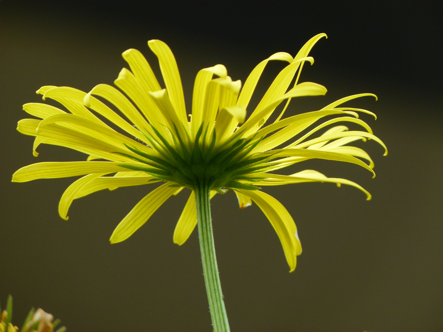 gelbe Sonnenblüte