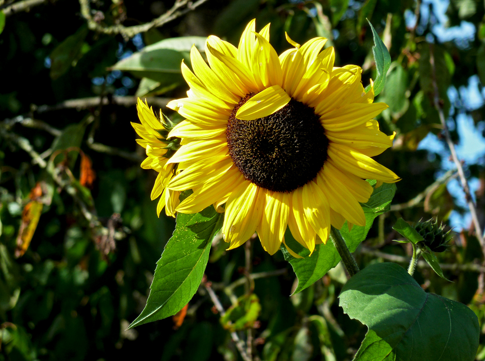 Gelbe Sonnenblume