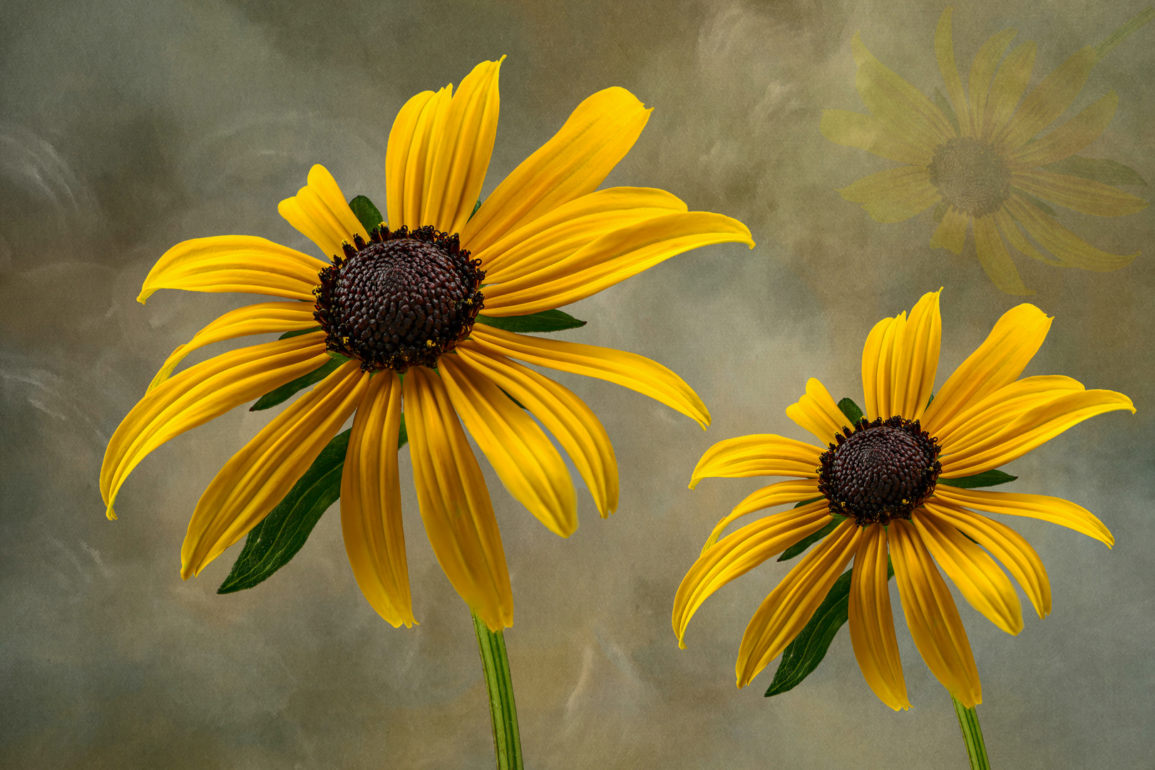 Gelbe Sonnenhut (Rudbeckia fulgida)