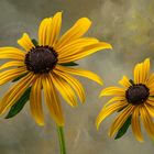 Gelbe Sonnenhut (Rudbeckia fulgida)