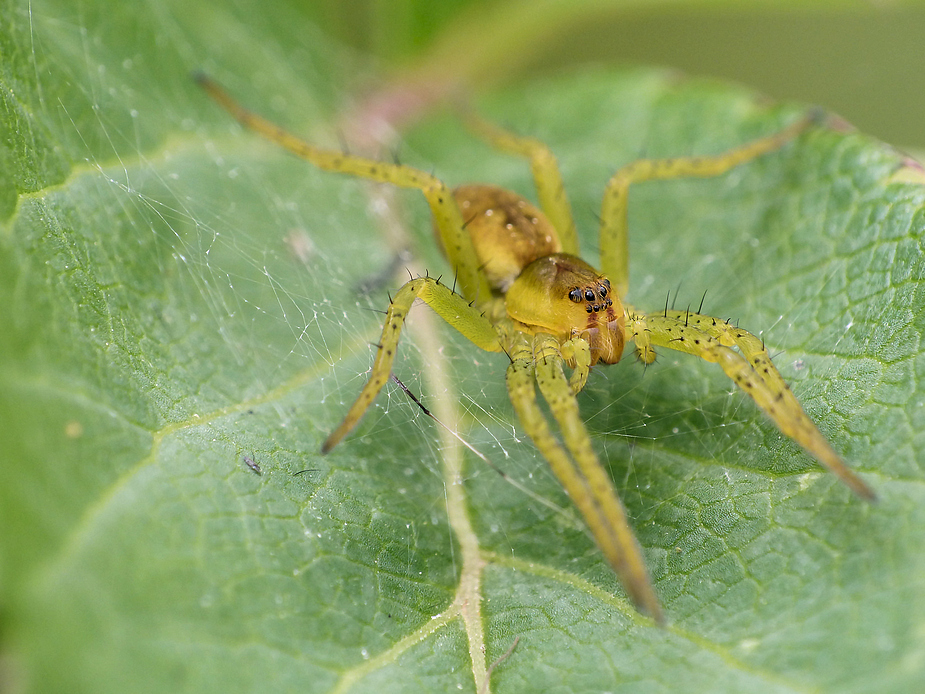 gelbe Spinne