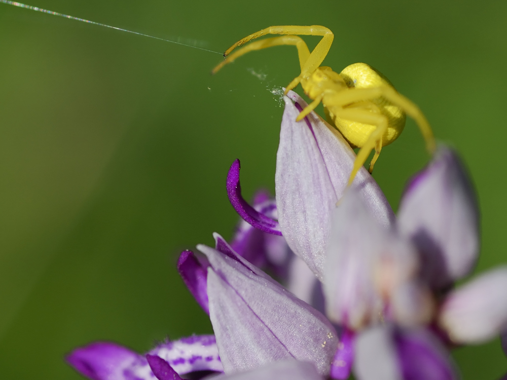 Gelbe Spinne 2