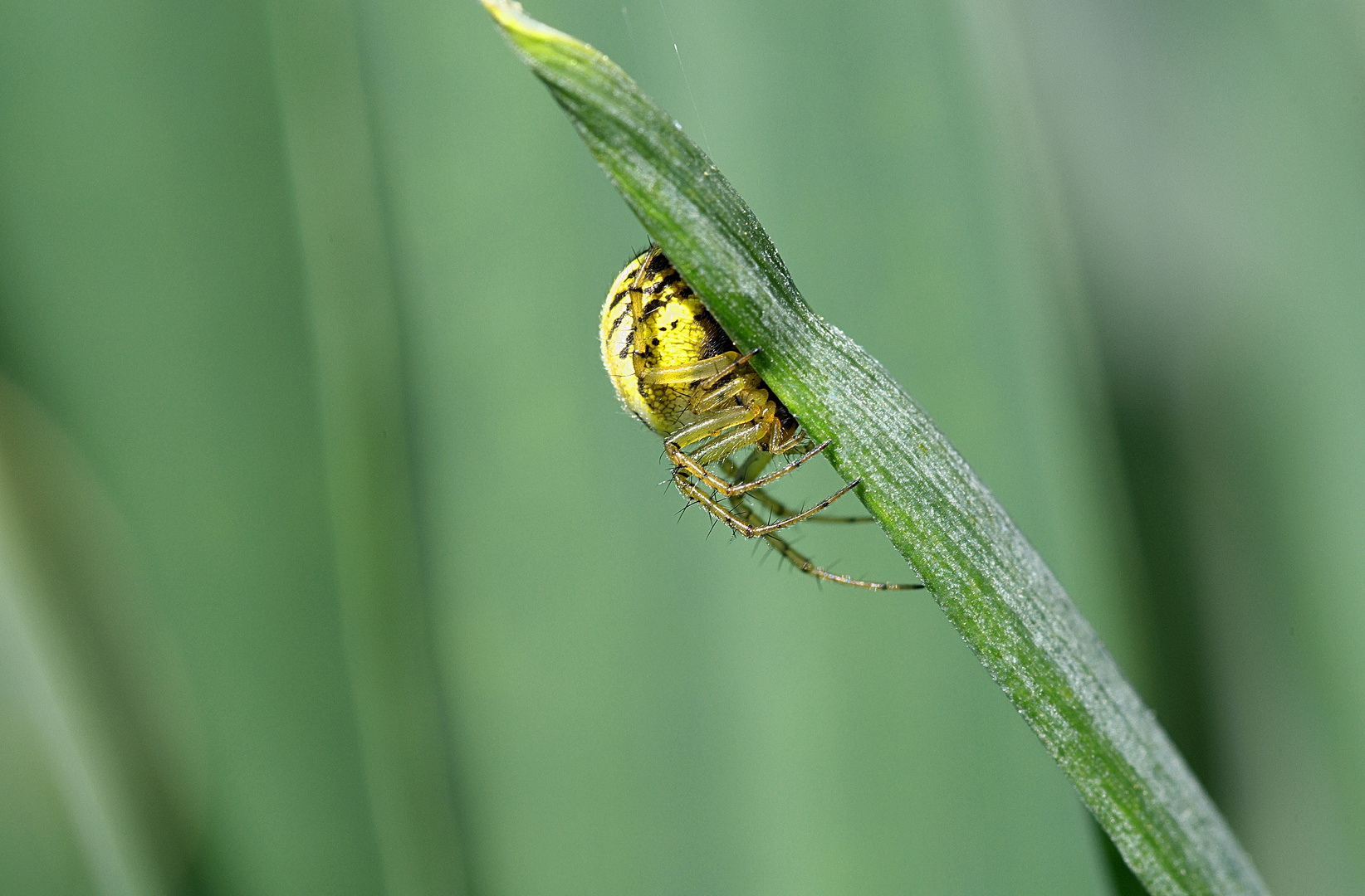 Gelbe Spinne Gelbe Spinne