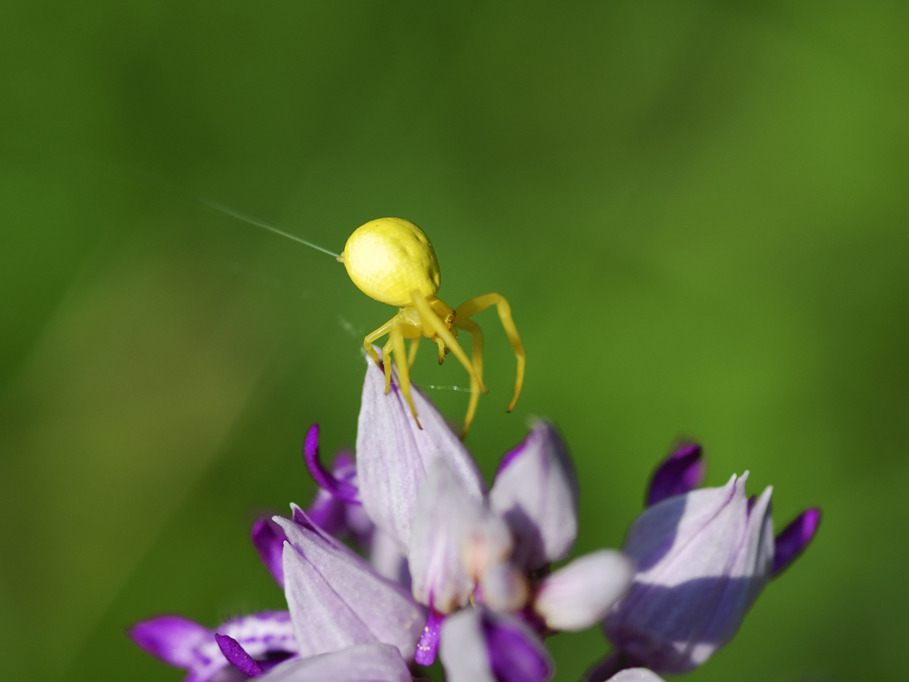 Gelbe Spinne